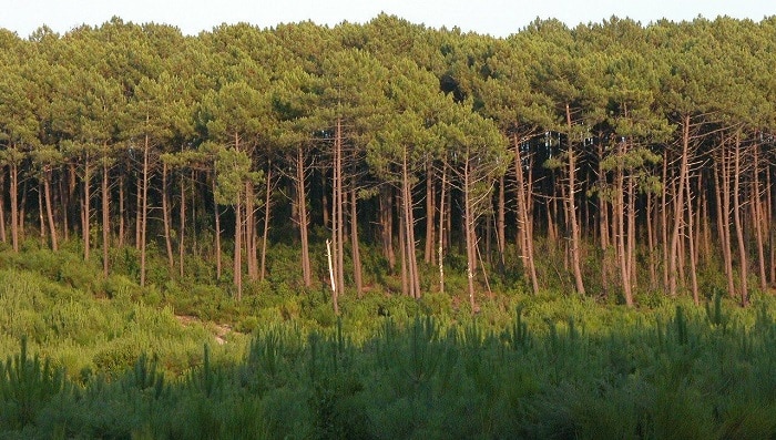 Visiter les landes