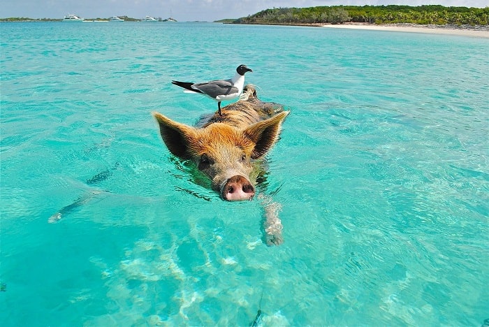 cochon exuma mer des caraïbes croisière aux bahamas min