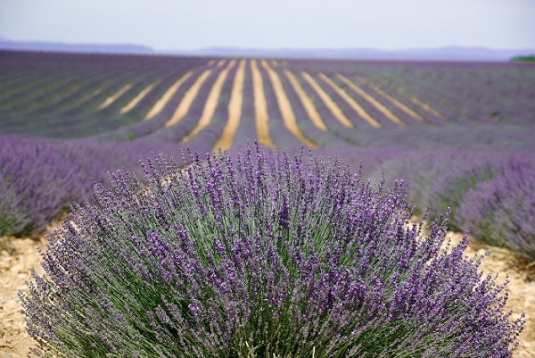 plateau de valensole plus beaux sites des gorges du verdon min