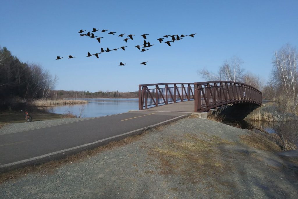 Un pont avec une piste cyclable et des oiseaux volant au-dessus d'un lac.
