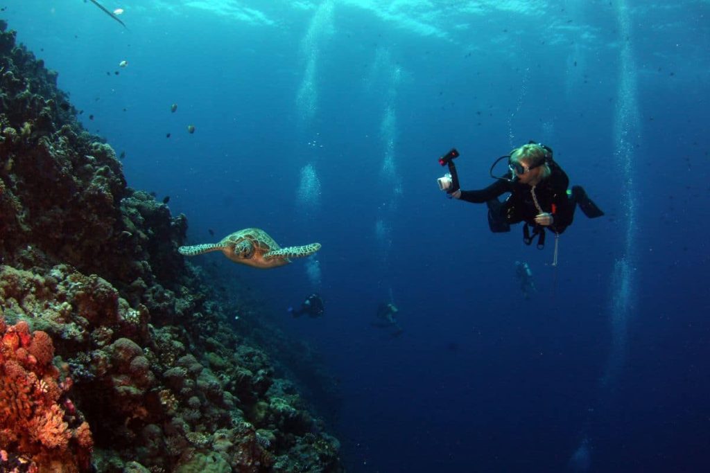 Plongeur photographiant une tortue sous-marine près d'un récif.