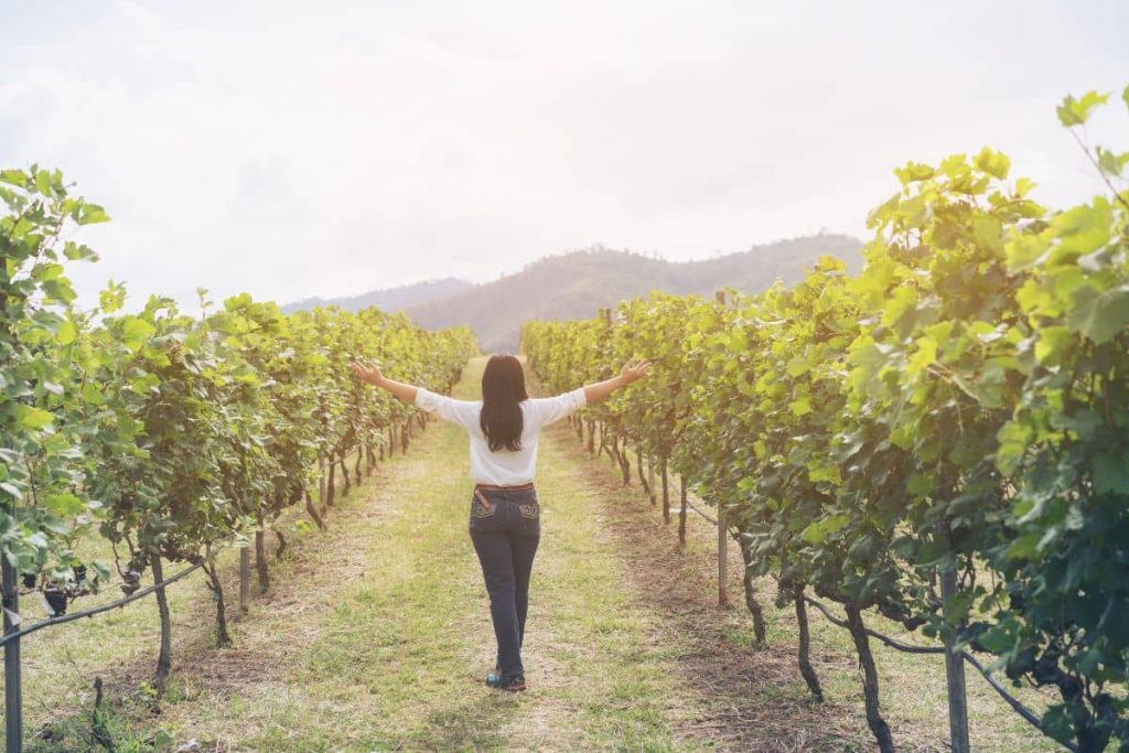 Femme de dos levant les bras en marchant dans un vignoble