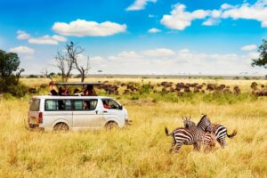 safari
