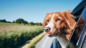 voyager avec le chien