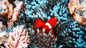 fond océan corail