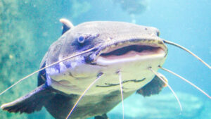 poisson chat